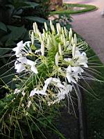 Bougainvillier - Bougainvillea Glabra (fam Nyctaginacees) (Bresil) (2) (Photo F. Mrugala)